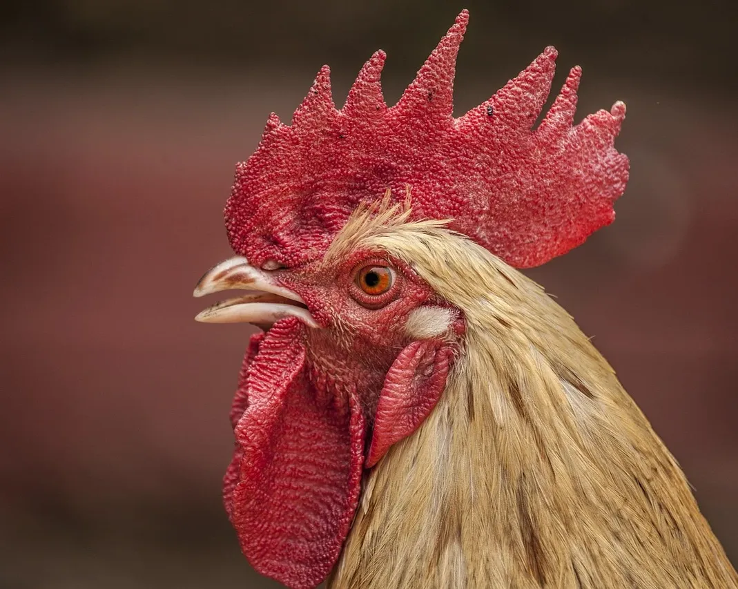 Cute chicken tumbler